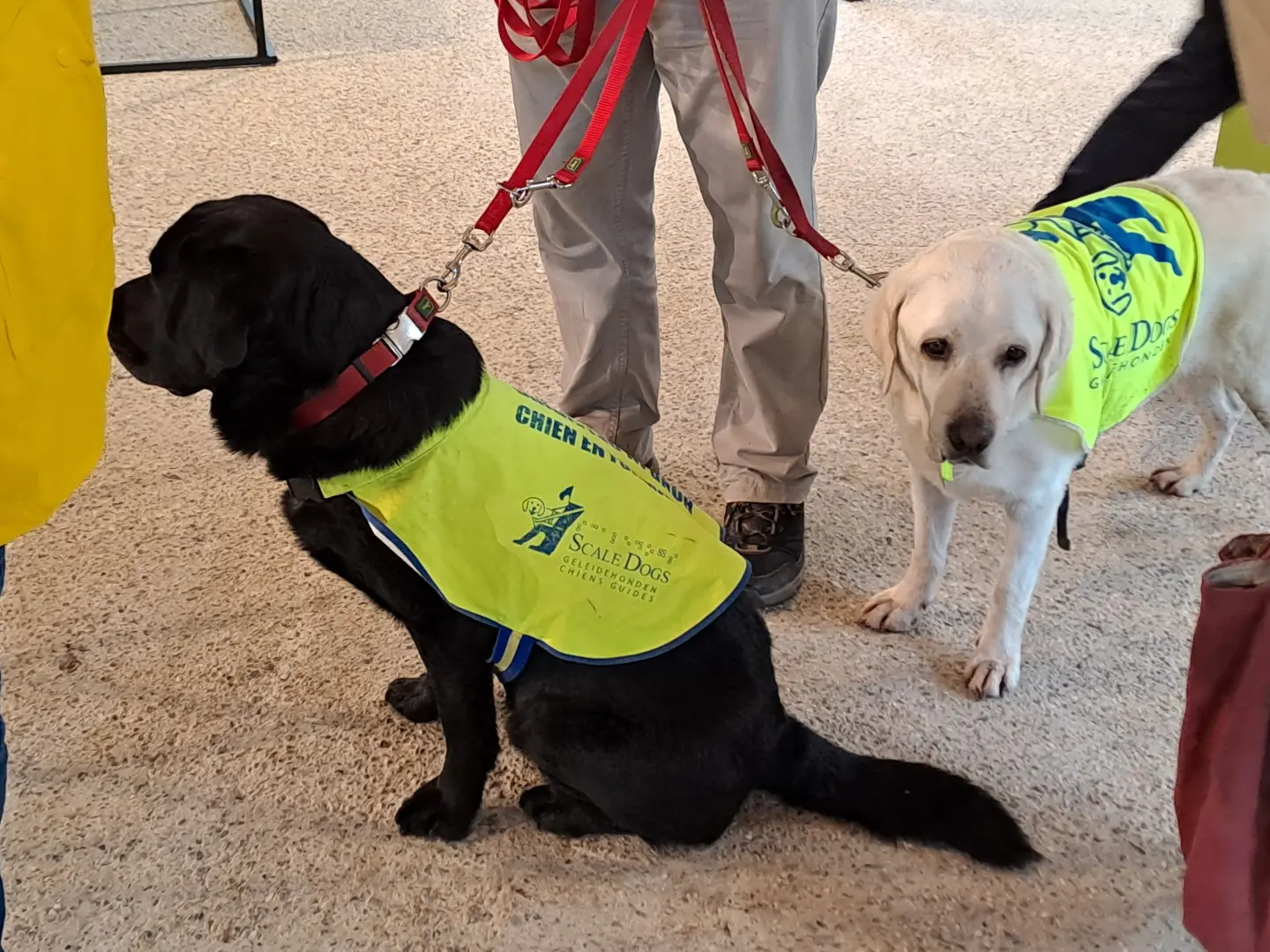 Chiens scale dogs